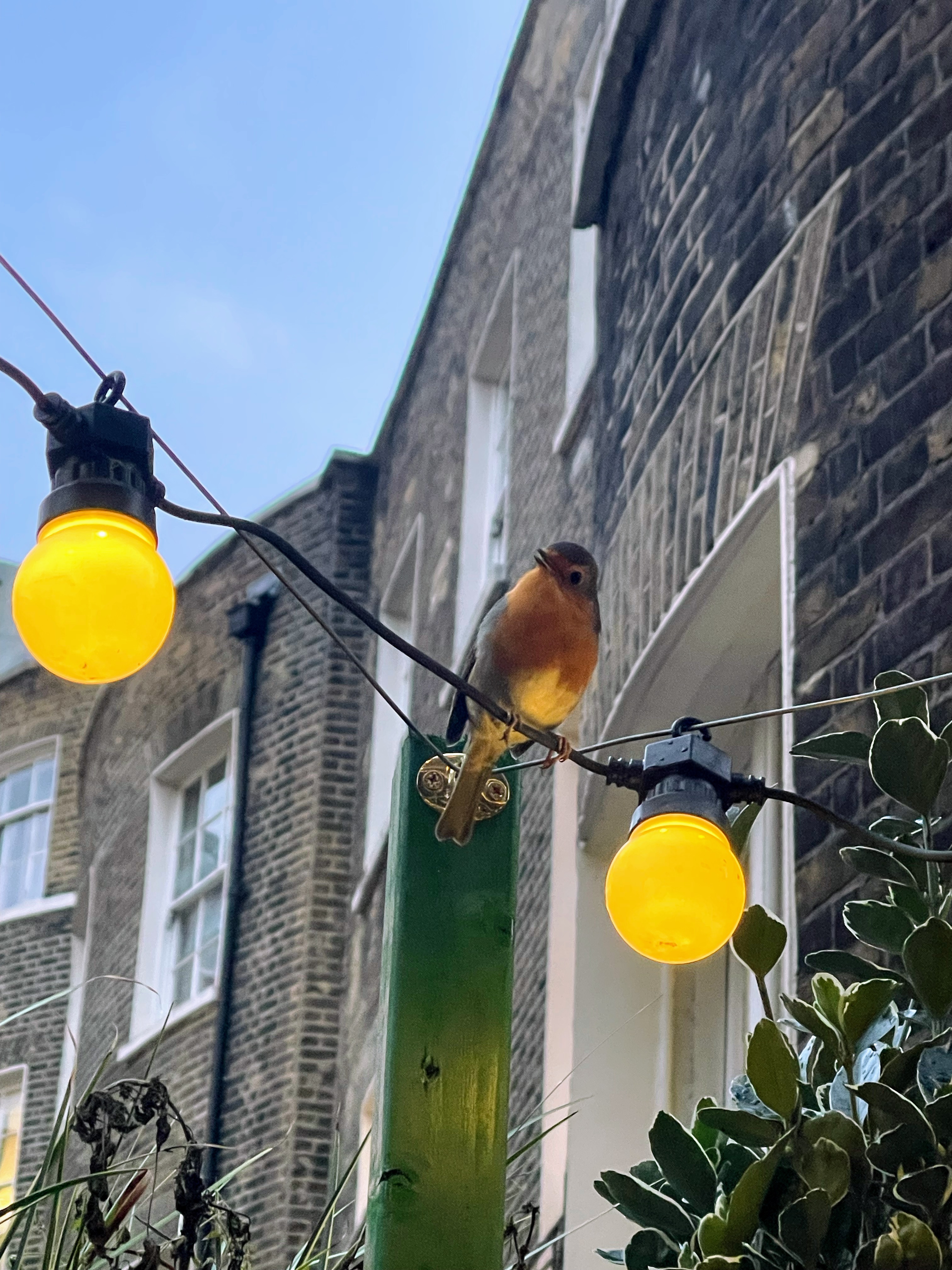 A Robin